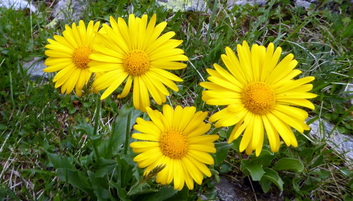 2025-06-28 Schmuggler-Steig und Rongg-Wasserfall | © Copyright: DAV Sektion Isny