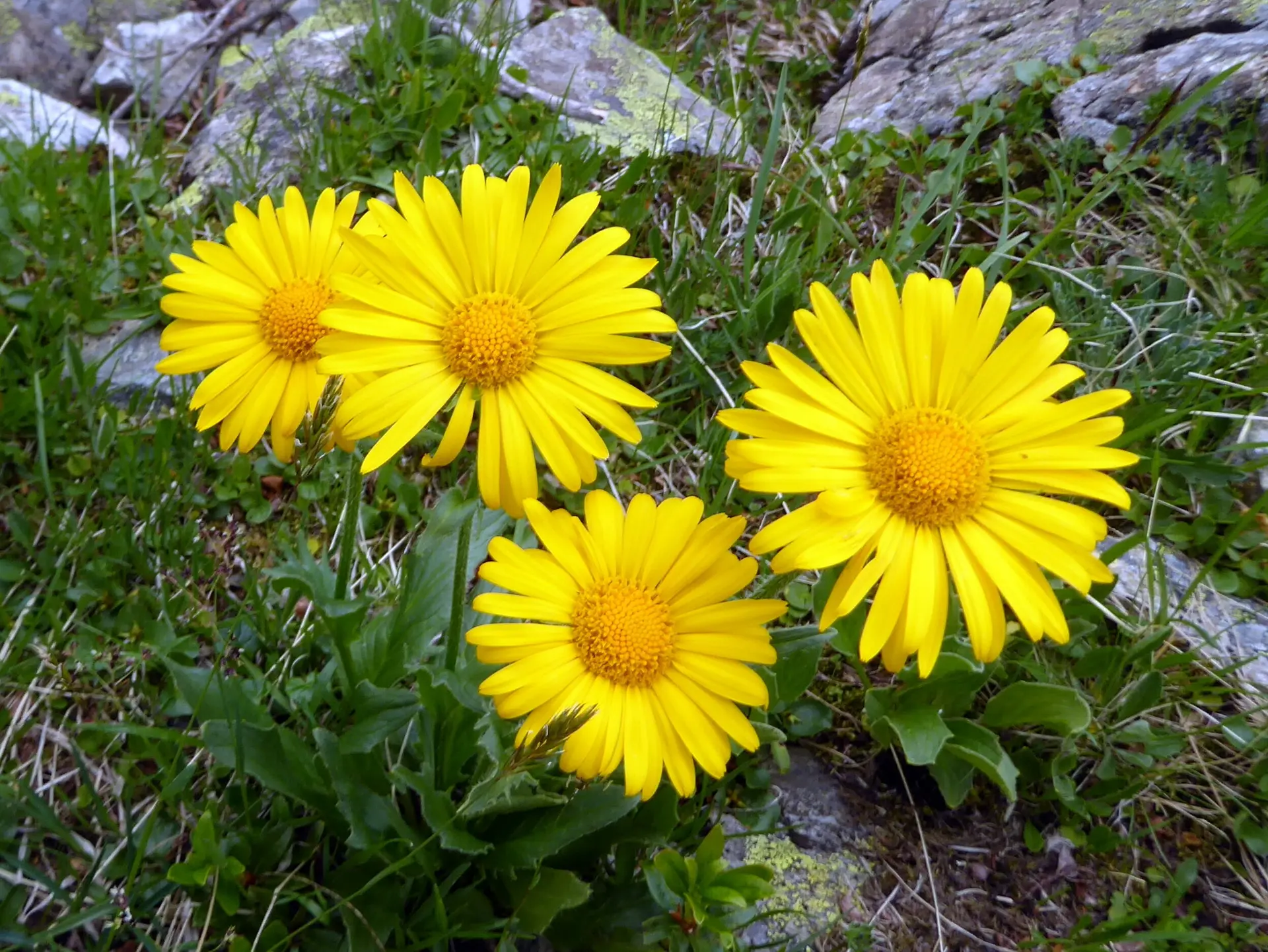2025-06-28 Schmuggler-Steig und Rongg-Wasserfall | © Copyright: DAV Sektion Isny