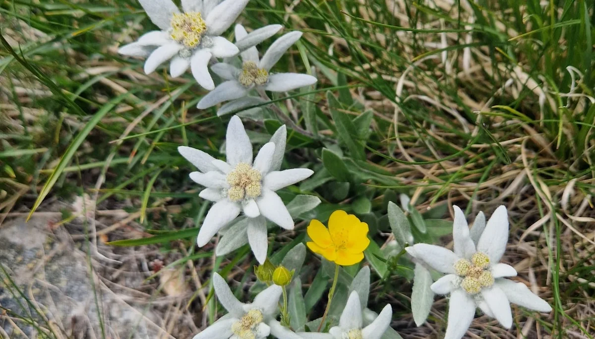 2025-07-03 Hochtourenwochenende in den Walliser Alpen | © Copyright: DAV Sektion Isny