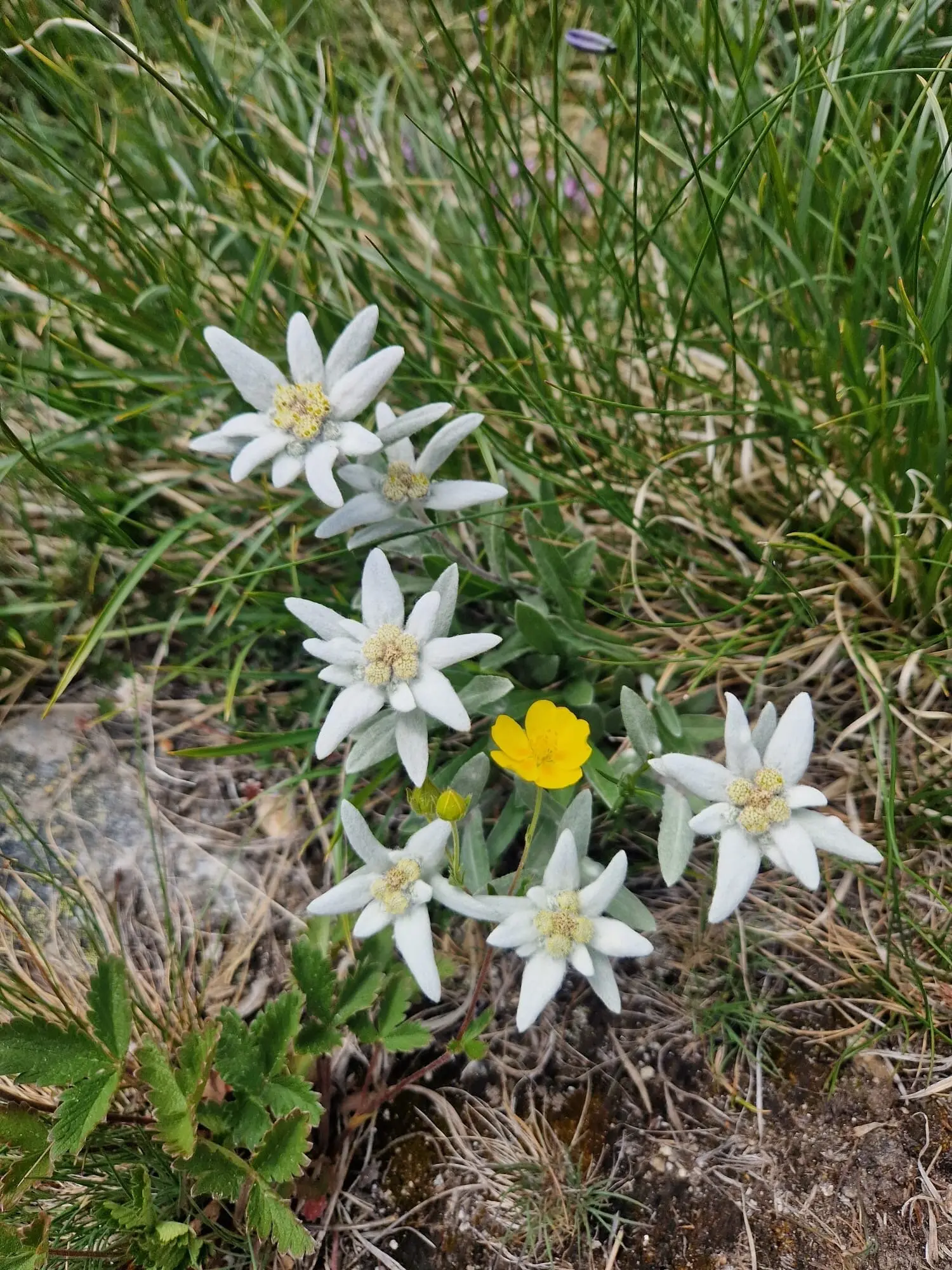 2025-07-03 Hochtourenwochenende in den Walliser Alpen | © Copyright: DAV Sektion Isny