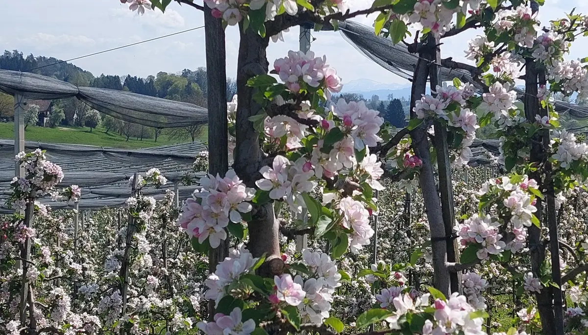2026-04-18 Frühjahrstour an's Schwäbische Meer - Blütenpracht bei Gattnau | © Copyright: DAV Sektion Isny