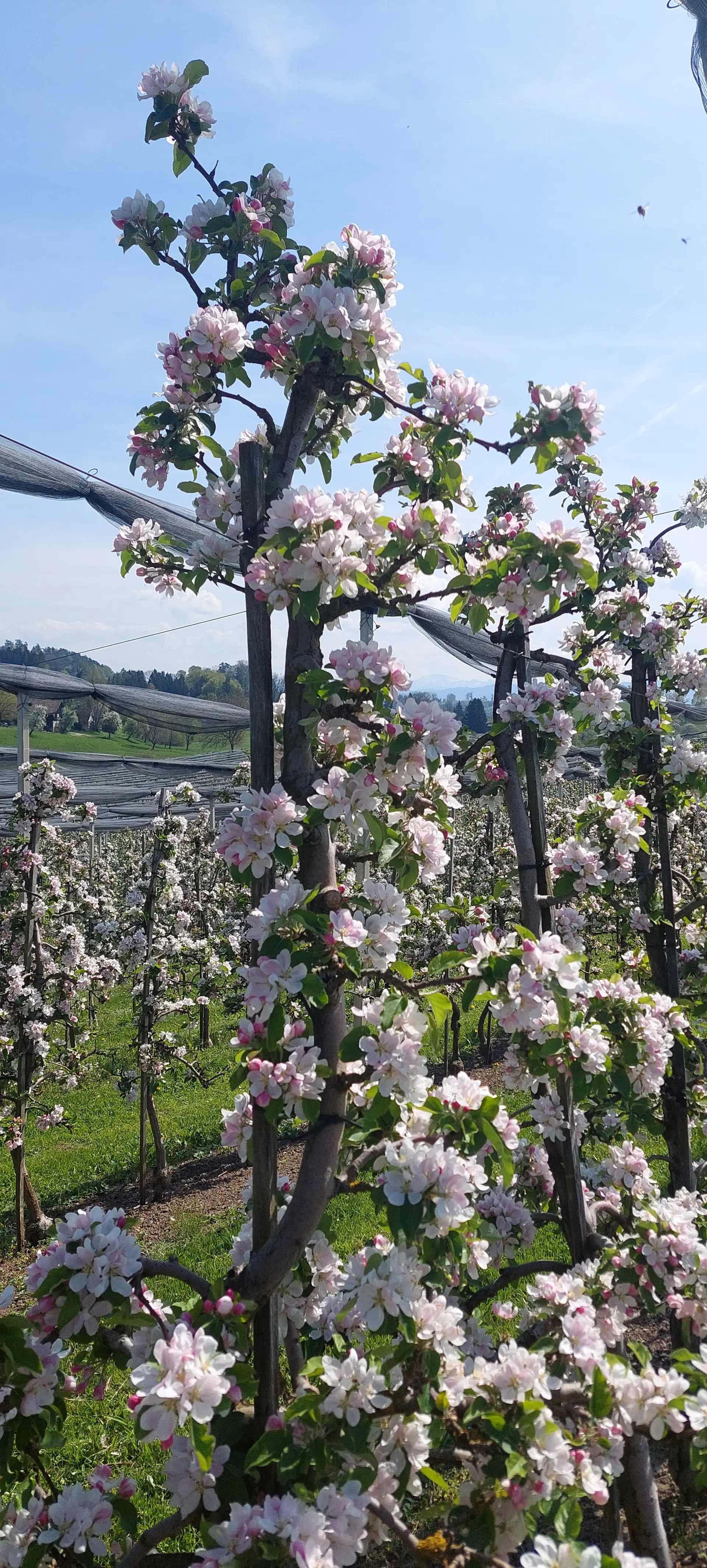 2026-04-18 Frühjahrstour an's Schwäbische Meer - Blütenpracht bei Gattnau | © Copyright: DAV Sektion Isny