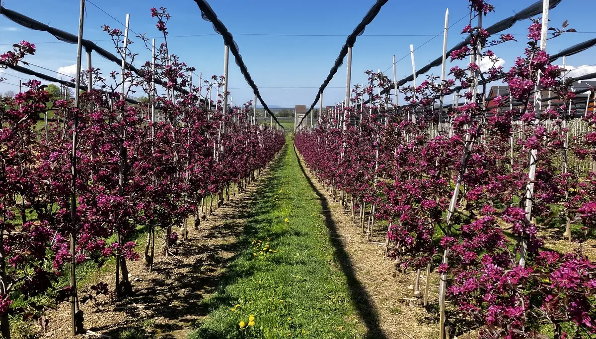2026-04-18 Frühjahrstour an's Schwäbische Meer - Blütenpracht bei Gattnau | © Copyright: DAV Sektion Isny