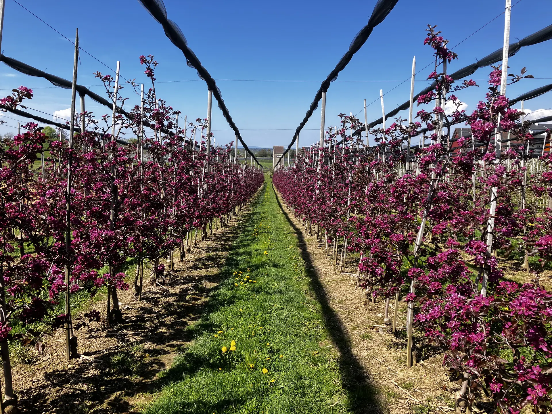 2026-04-18 Frühjahrstour an's Schwäbische Meer - Blütenpracht bei Gattnau | © Copyright: DAV Sektion Isny