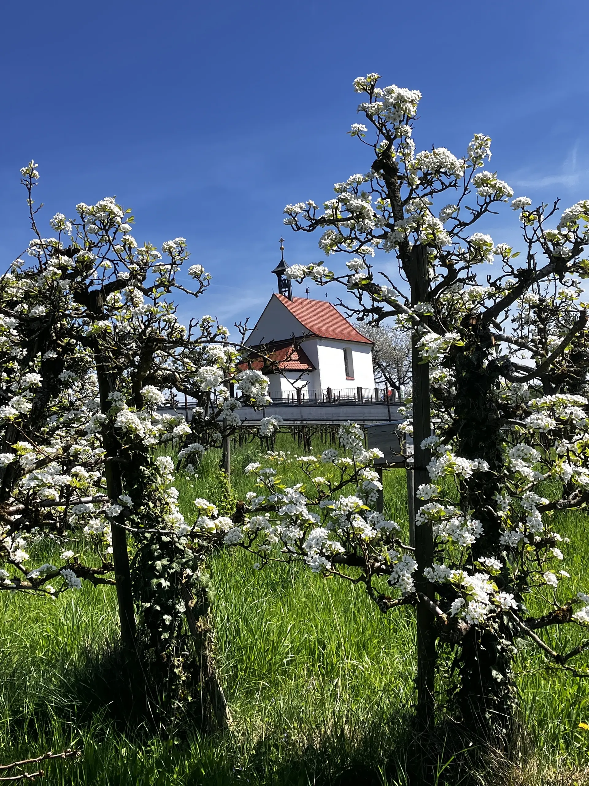 2026-04-18 Frühjahrstour an's Schwäbische Meer - St. Antonius-Kapelle in Selmnau | © Copyright: DAV Sektion Isny