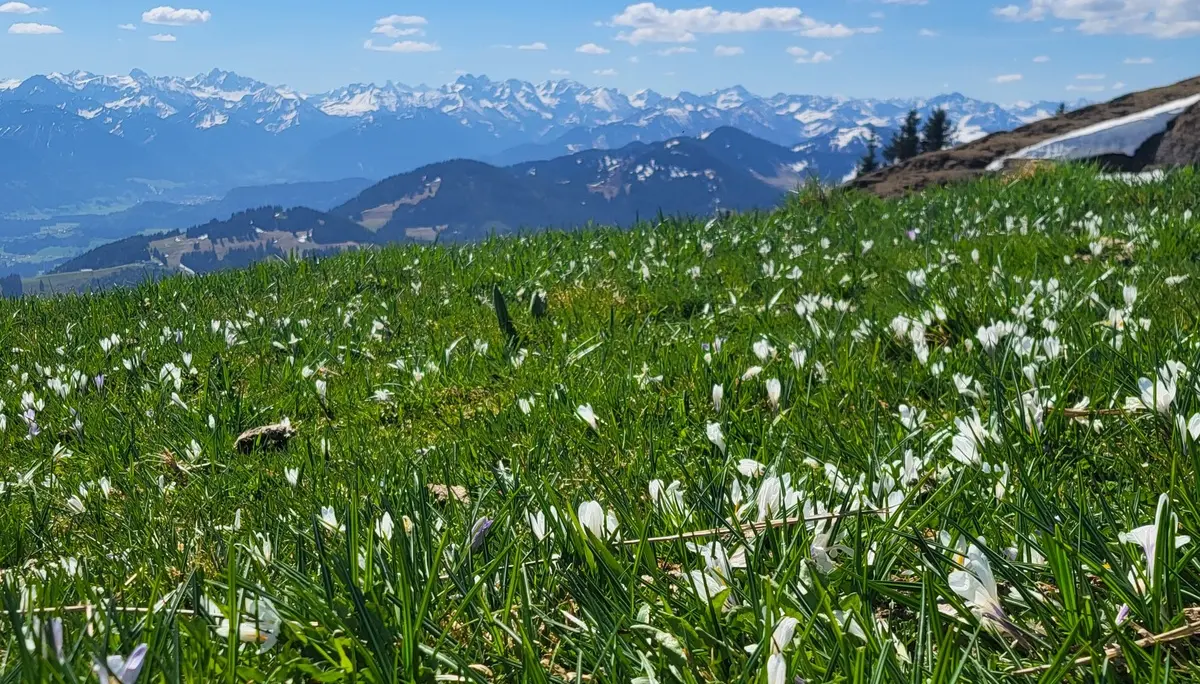 2026-05-02 Bergsommer-Auftaktstour auf Steineberg  und Mittagberg | © Copyright: DAV Sektion Isny