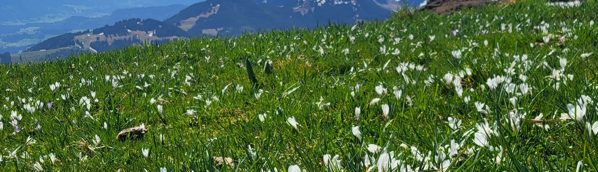 2026-05-02 Bergsommer-Auftaktstour auf Steineberg  und Mittagberg | © Copyright: DAV Sektion Isny