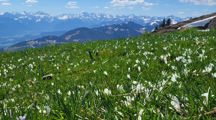 2026-05-02 Bergsommer-Auftaktstour auf Steineberg  und Mittagberg | © Copyright: DAV Sektion Isny