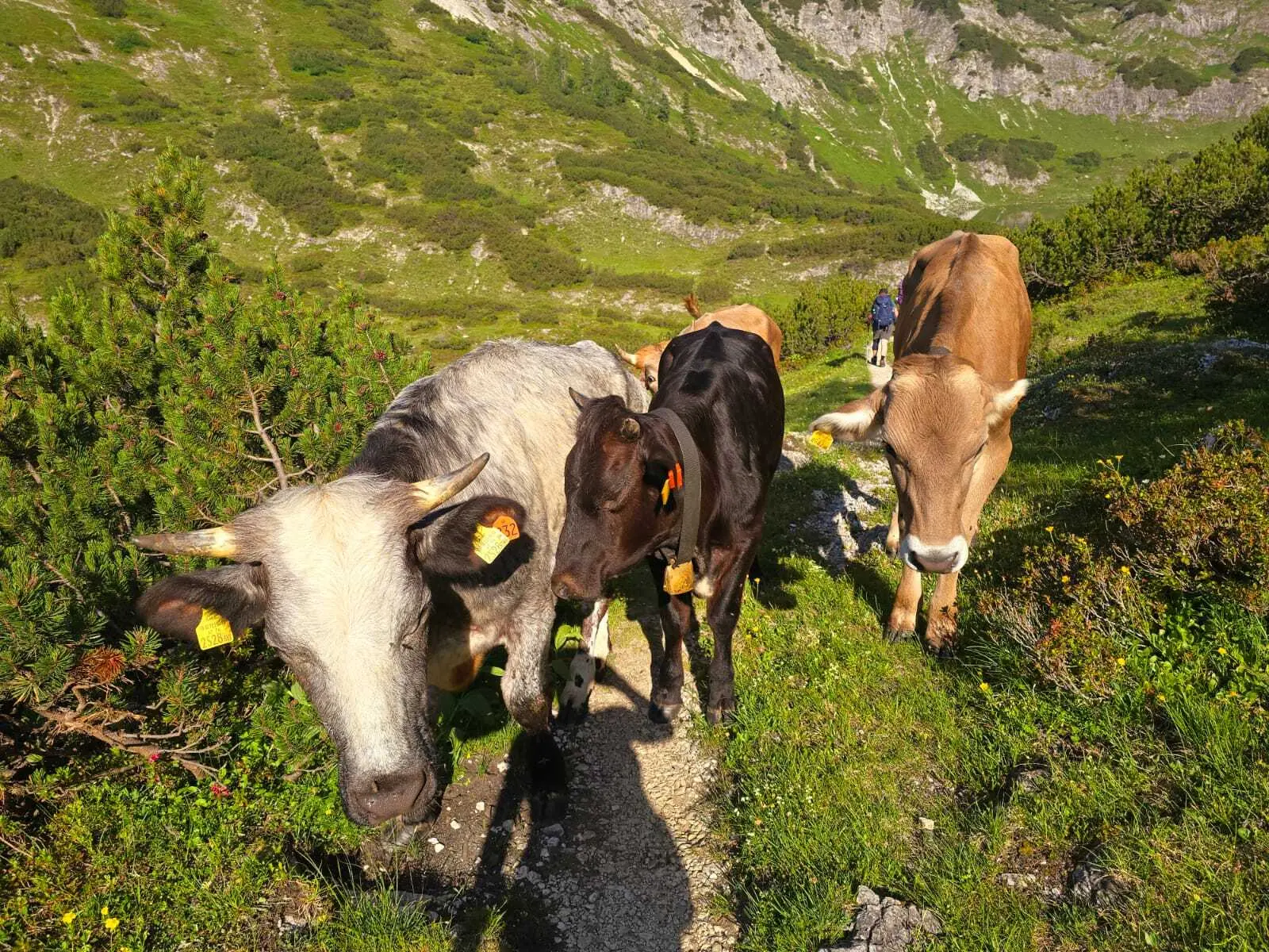 2026-06-25 bis 2026-06-28 4-Tages Hüttentour durchs Tote Gebirge | © Copyright: DAV Sektion Isny