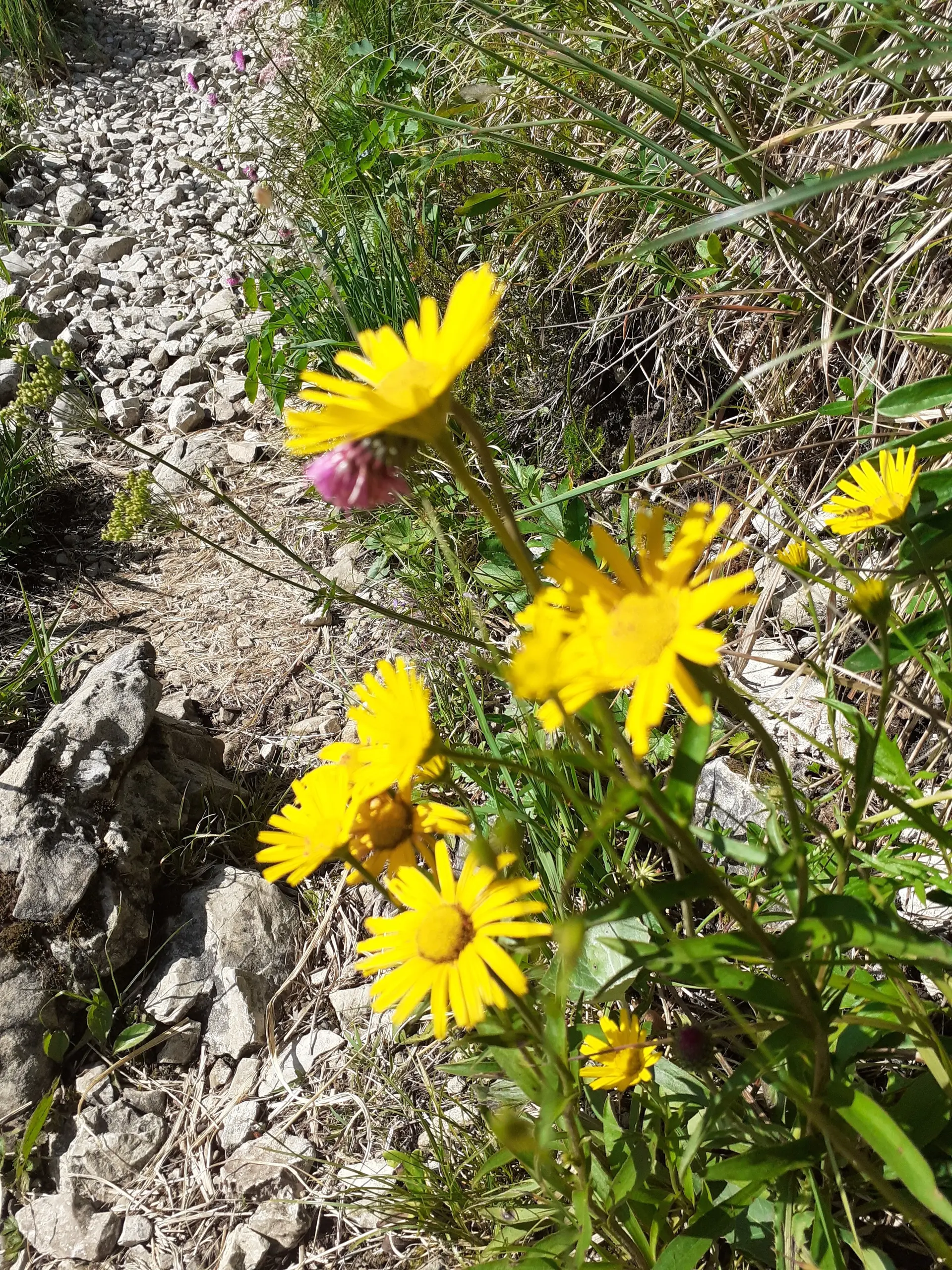 2026-07-04 Bergblumenwanderung im Tannheimer Tal | © Copyright: DAV Sektion Isny