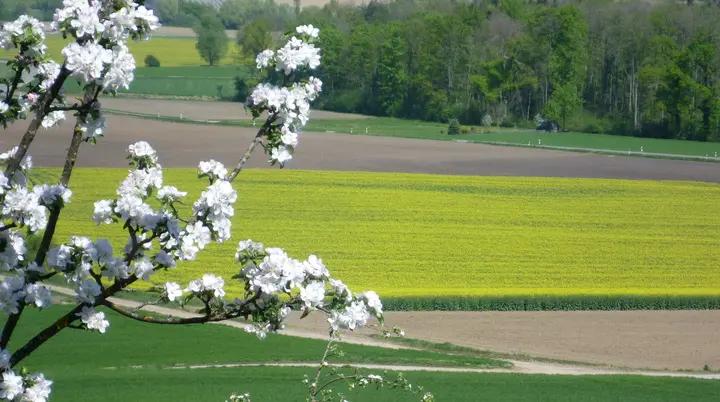 2026-04-18 Frühjahrstour ans Schwäbische Meer | © Copyright: DAV Sektion Isny
