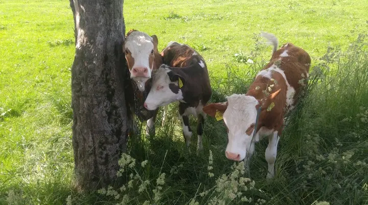 2026-07-18 Rennradtour in's Kemptener Hinterland | © Copyright: DAV Sektion Isny