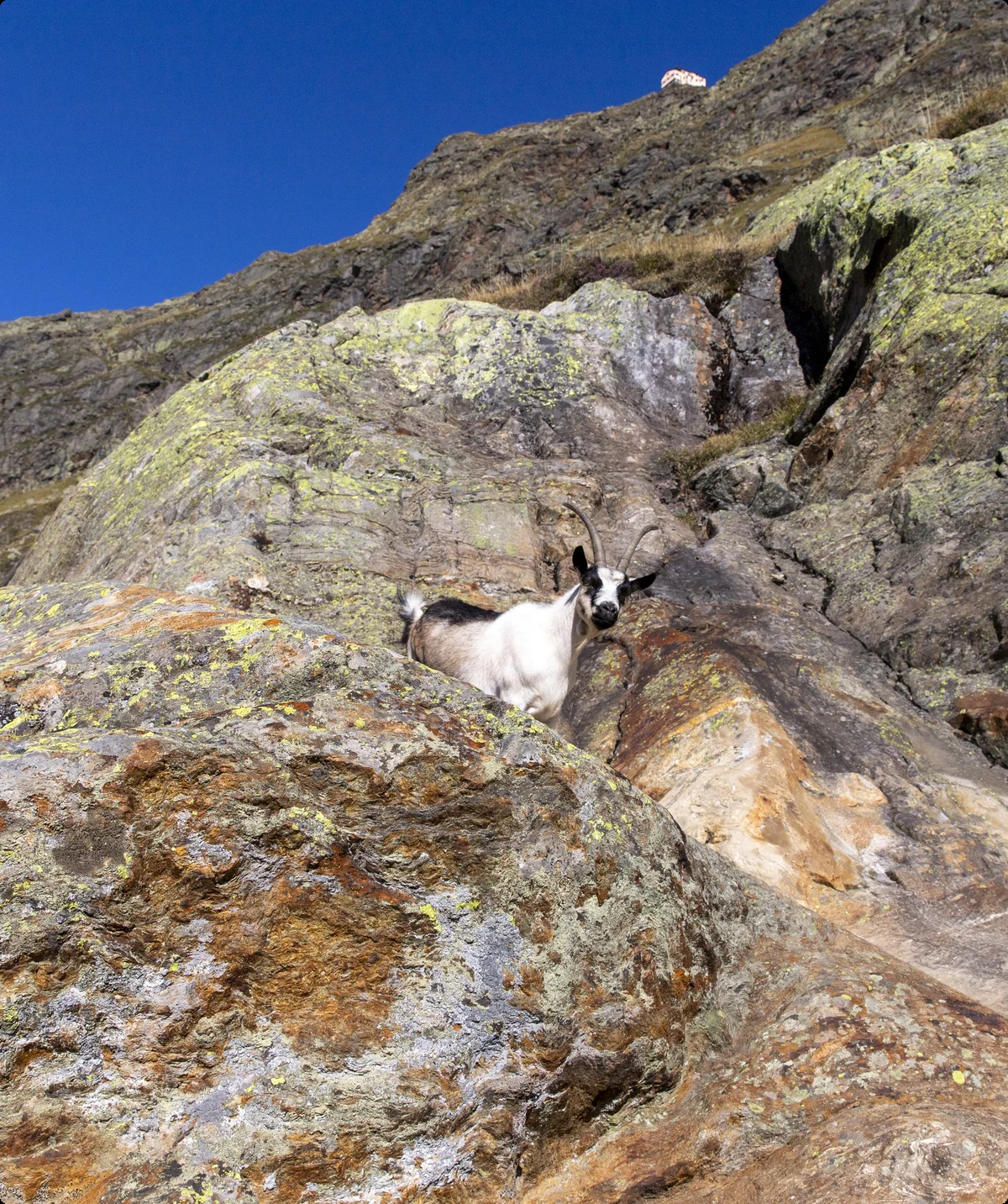 Wilder_Freiger_Stubaier_Alpen_Tiberius_Schrade | © DAV Sektion Isny