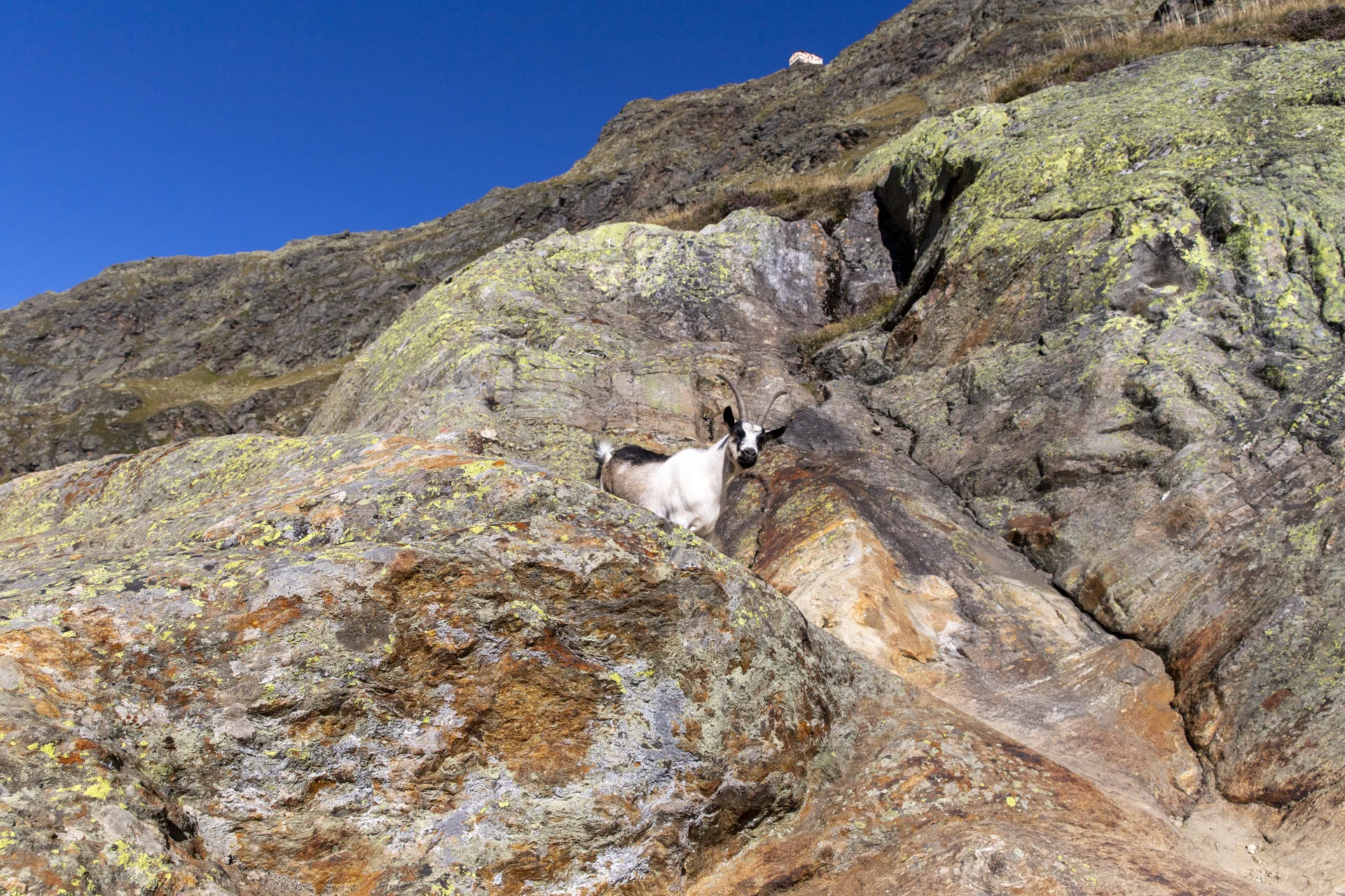 Wilder_Freiger_Stubaier_Alpen_Tiberius_Schrade | © DAV Sektion Isny